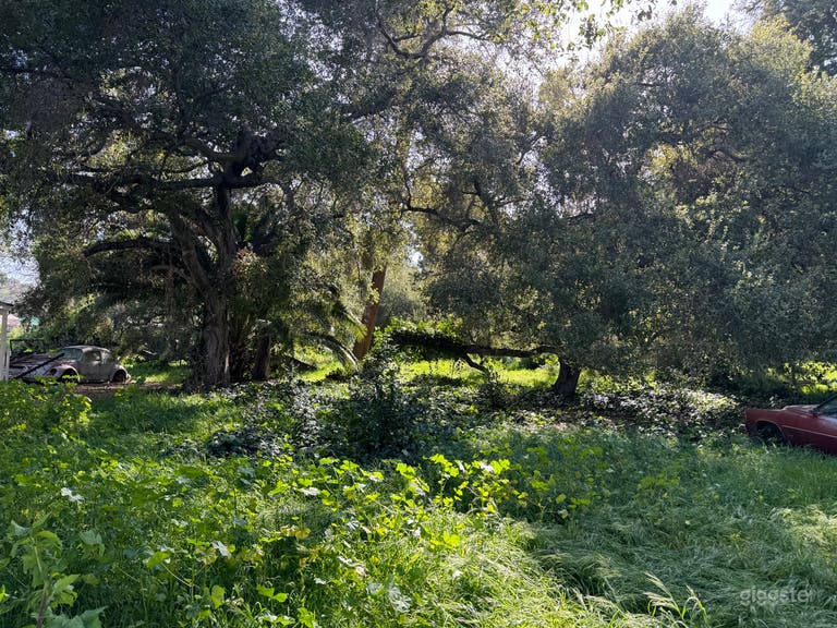  Large Outdoor Green Overgrown Yard w/ Vintage Cars 