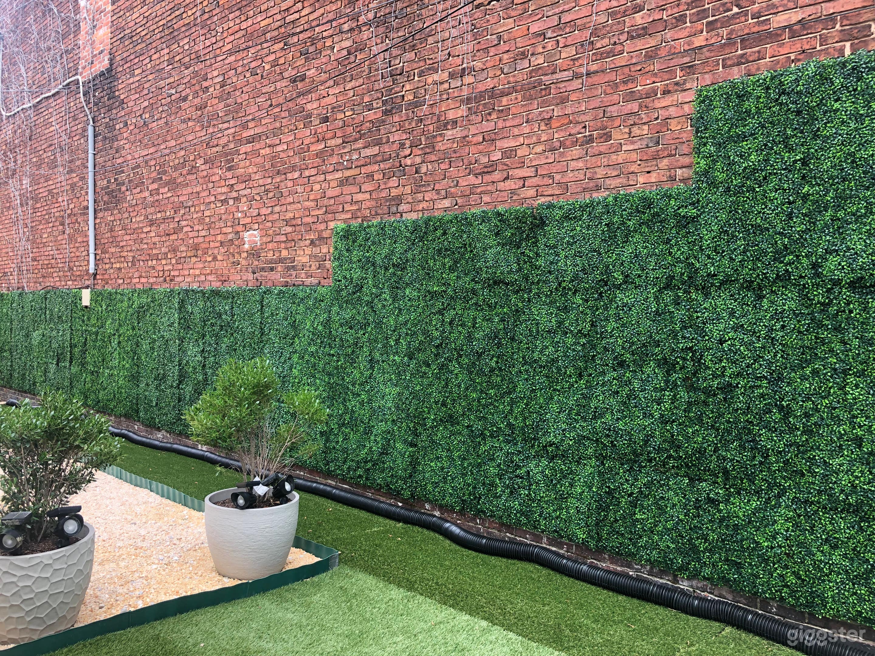 Hedge Wall in Back Yard