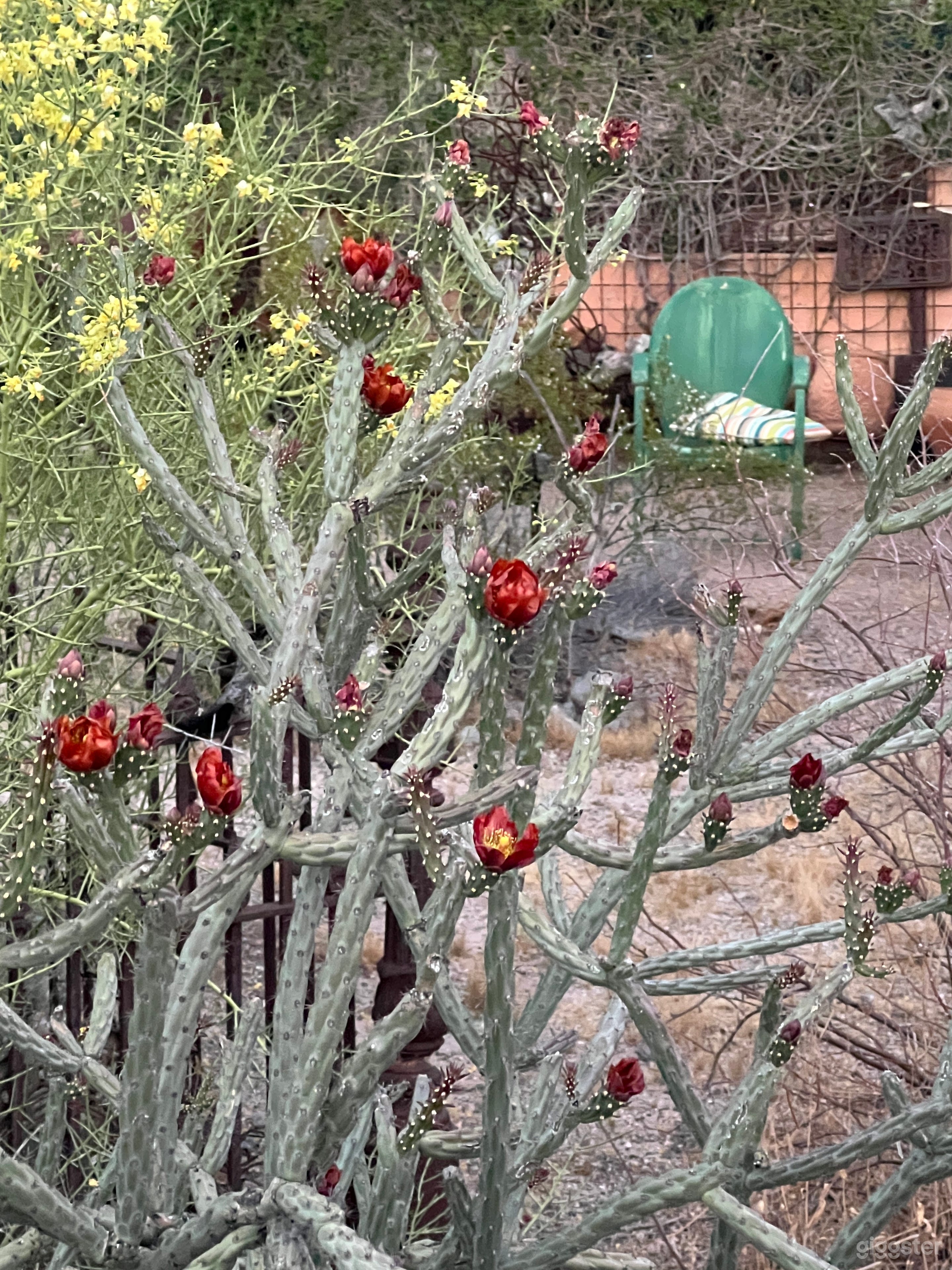 Desert Funhouse Photo 4